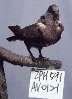 Red Turtle Dove Collection Image, Figure 3, Total 11 Figures